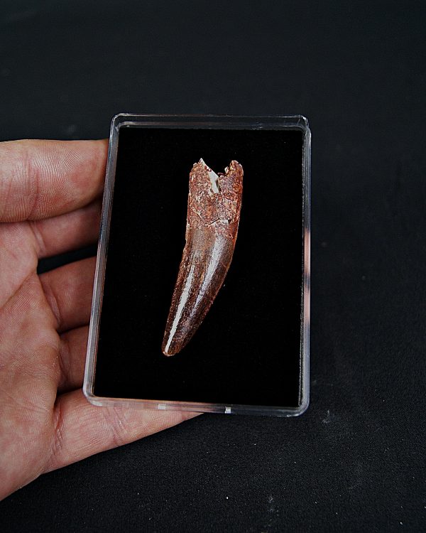 SONY DSC Spinosaurus aegyptiacus