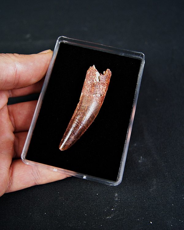 SONY DSC Spinosaurus aegyptiacus