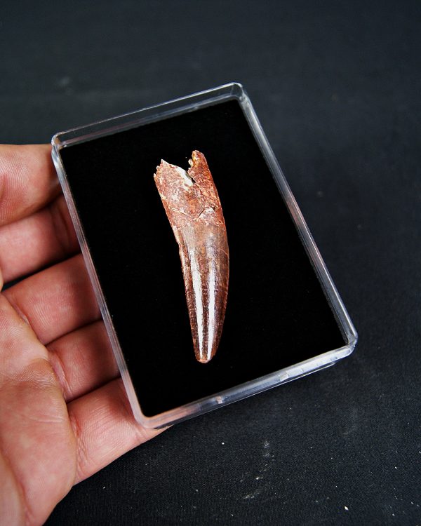 SONY DSC Spinosaurus aegyptiacus