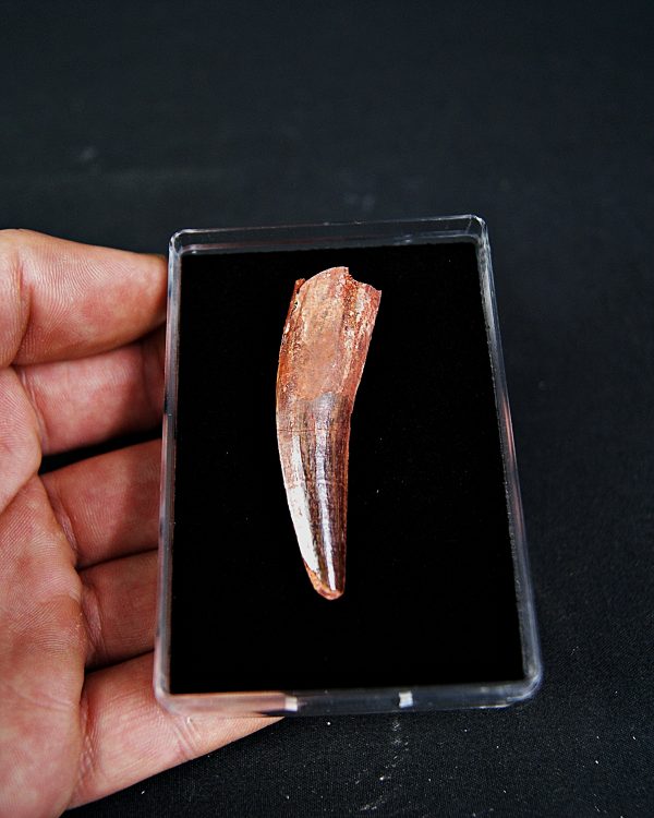 SONY DSC Spinosaurus aegyptiacus