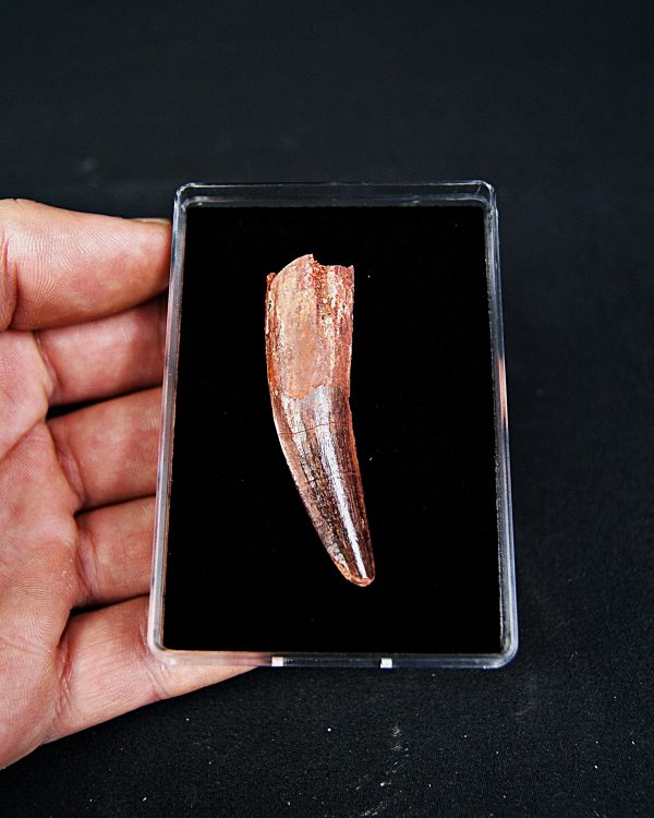 SONY DSC Spinosaurus aegyptiacus