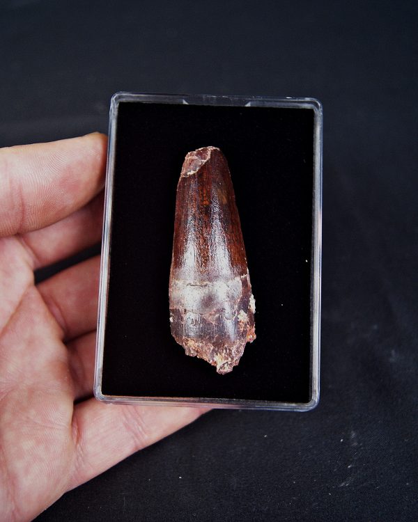 SONY DSC Spinosaurus aegyptiacus