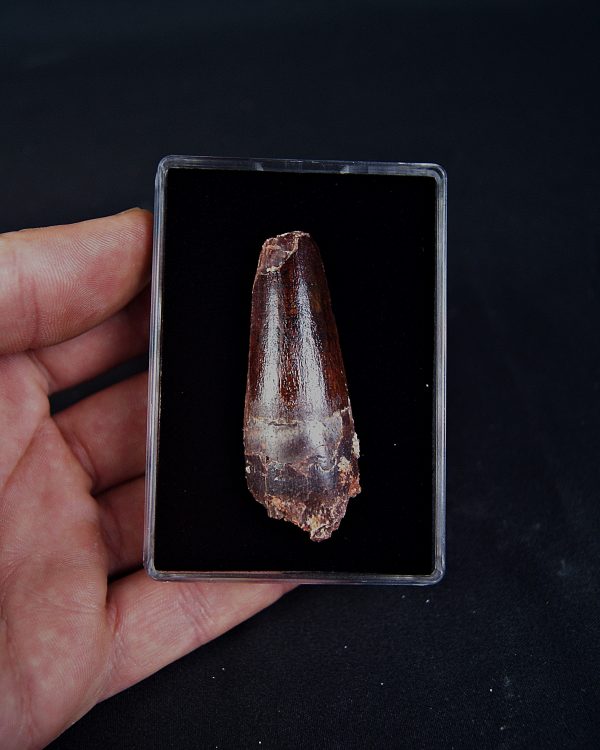 SONY DSC Spinosaurus aegyptiacus