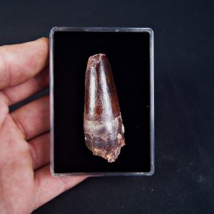 Spinosaurus aegyptiacus