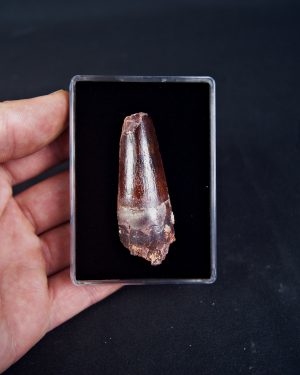 Spinosaurus aegyptiacus