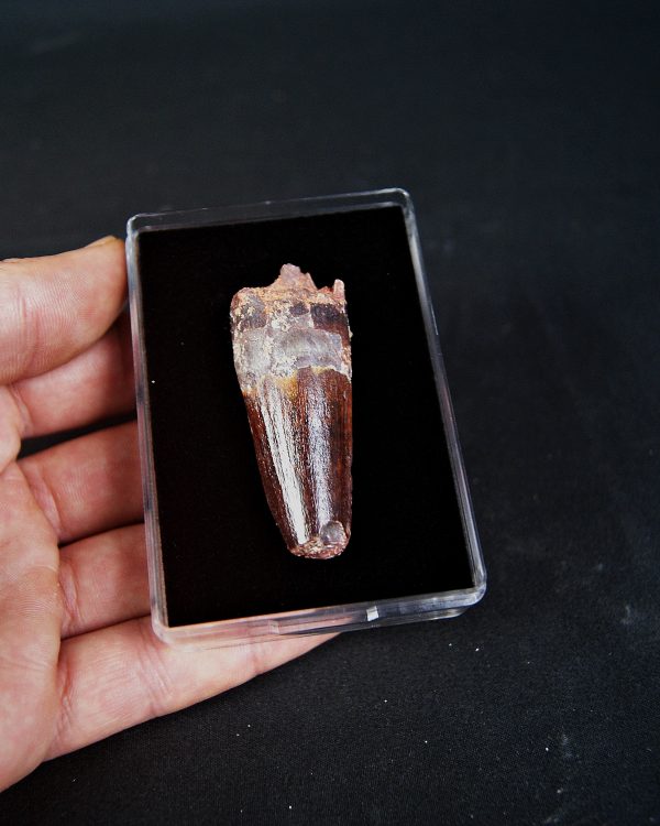 SONY DSC Spinosaurus aegyptiacus