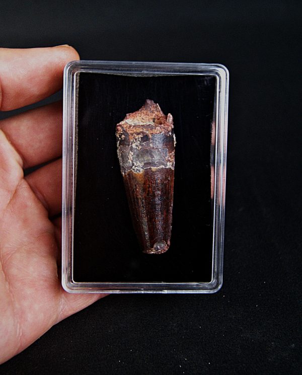 SONY DSC Spinosaurus aegyptiacus