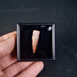 Spinosaurus aegyptiacus