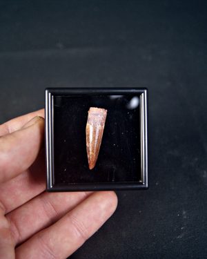 Spinosaurus aegyptiacus