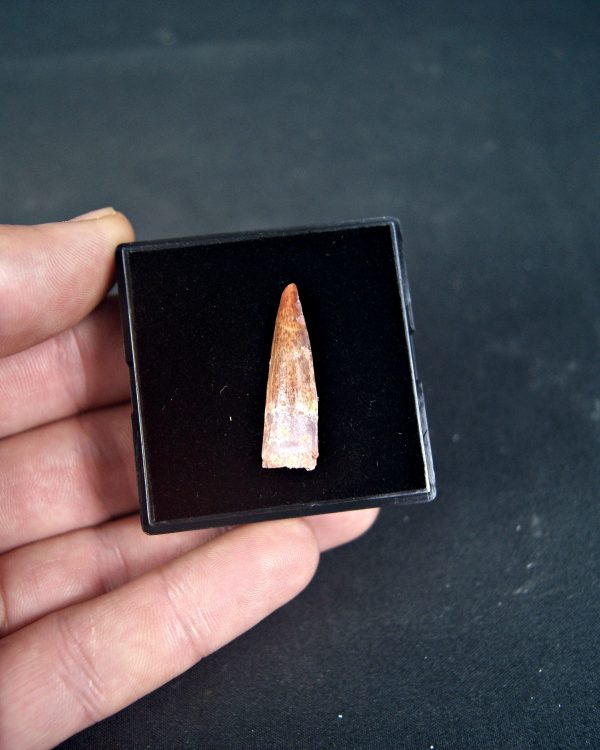 SONY DSC Spinosaurus aegyptiacus