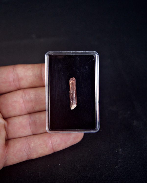 SONY DSC Rebbachisaurus garasbae