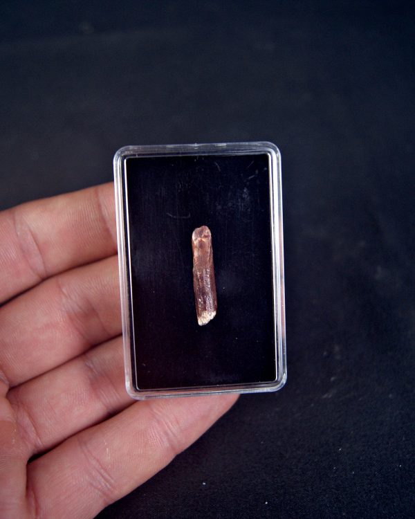 SONY DSC Rebbachisaurus garasbae