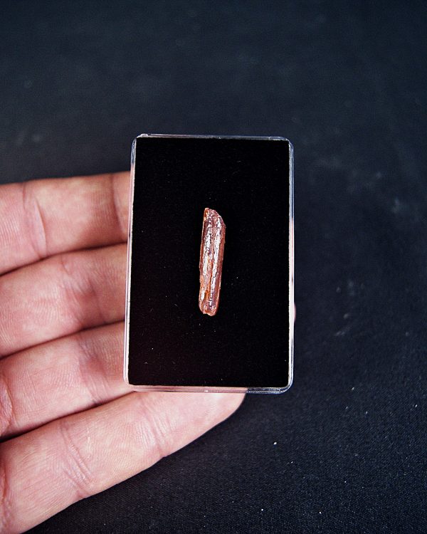 SONY DSC Rebbachisaurus garasbae