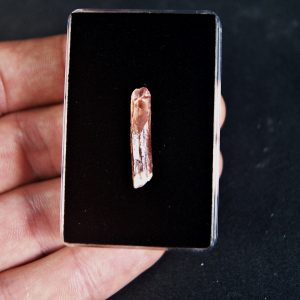 Rebbachisaurus garasbae