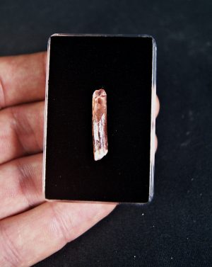 Rebbachisaurus garasbae