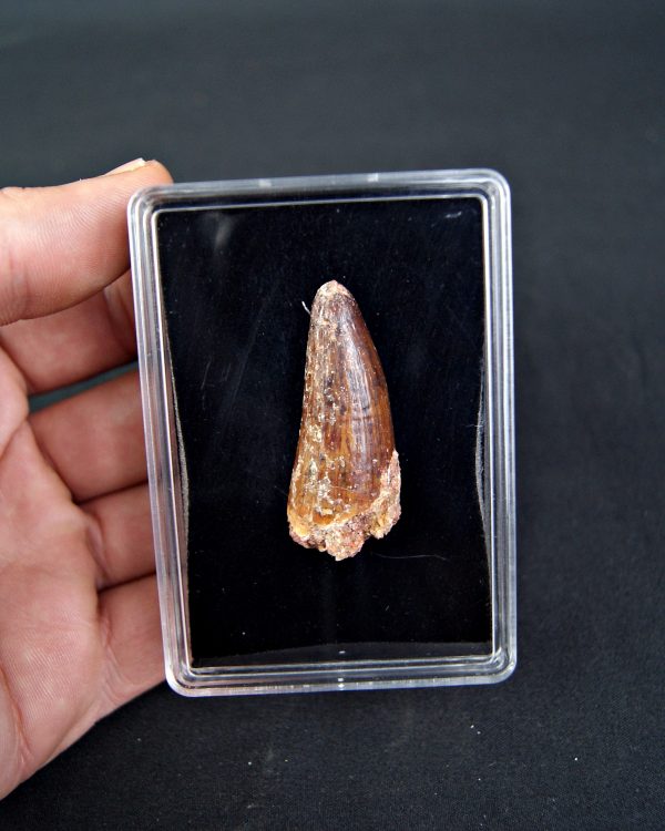 Cocodrilo Elosuchus cherifiensis