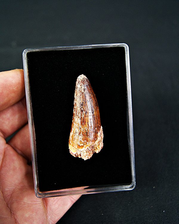 Cocodrilo Elosuchus cherifiensis