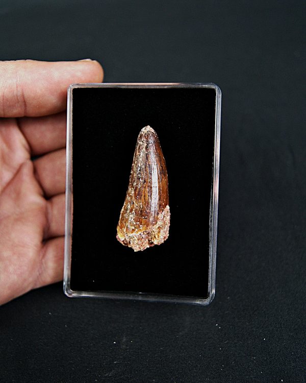 Cocodrilo Elosuchus cherifiensis