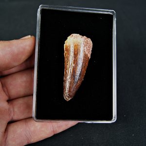 Cocodrilo Elosuchus cherifiensis