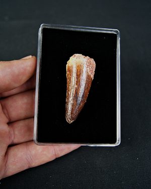 Cocodrilo Elosuchus cherifiensis