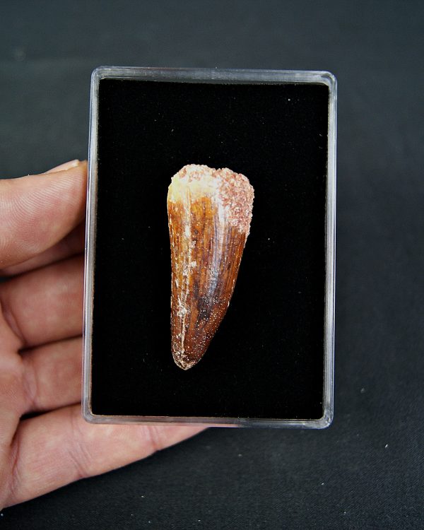 Cocodrilo Elosuchus cherifiensis