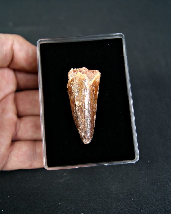 Cocodrilo Elosuchus cherifiensis