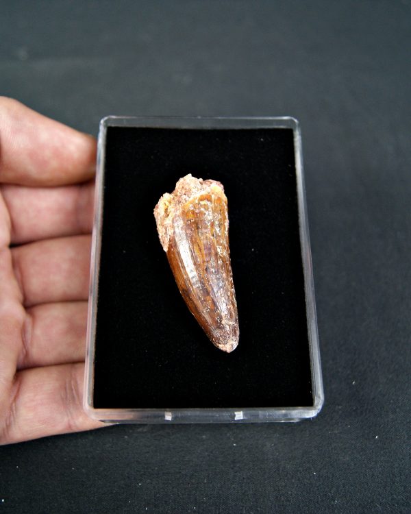 Cocodrilo Elosuchus cherifiensis