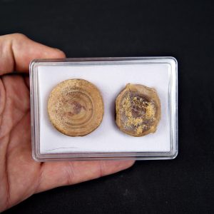 Colección de grandes vértebras (posible Hybodus)