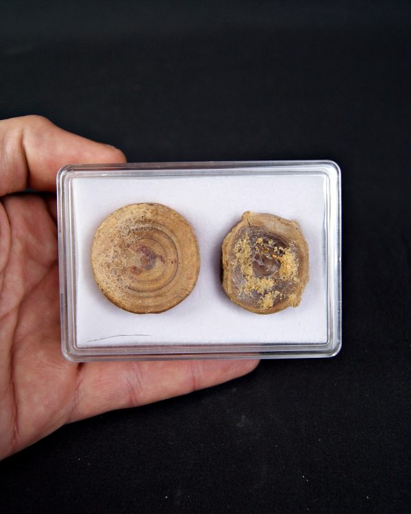 Colección de grandes vértebras (posible Hybodus)