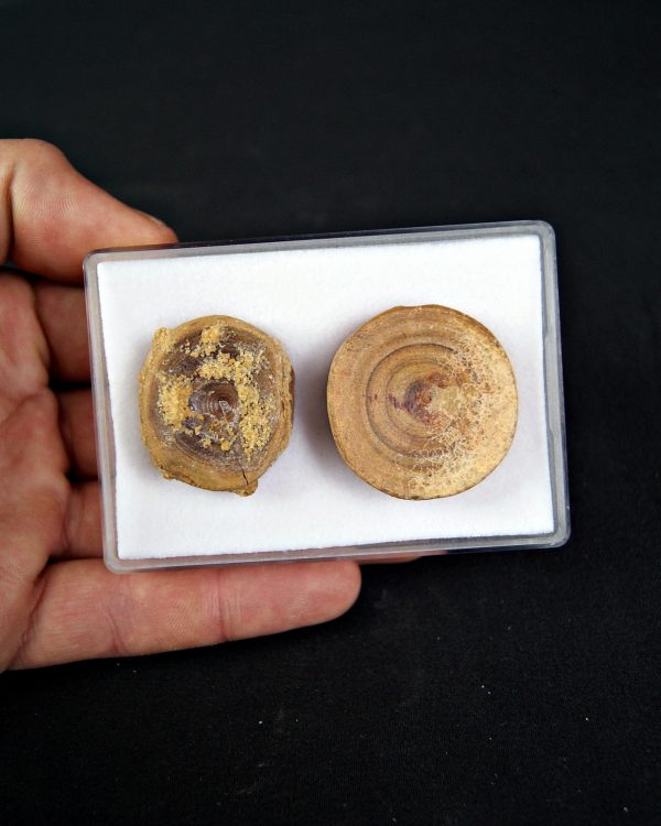 Colección de grandes vértebras (posible Hybodus)