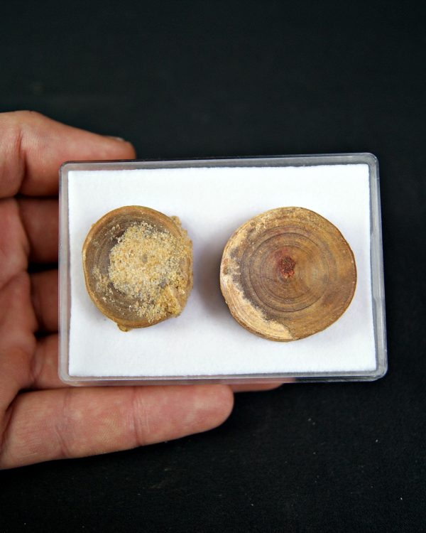 Colección de grandes vértebras (posible Hybodus)