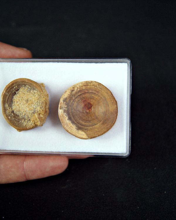 Colección de grandes vértebras (posible Hybodus)