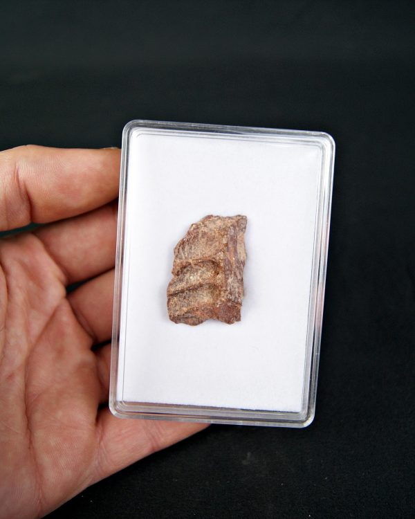 SONY DSC Mandíbula parcial de raptor