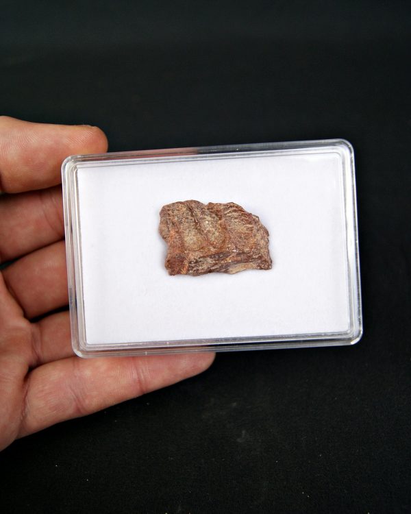 SONY DSC Mandíbula parcial de raptor