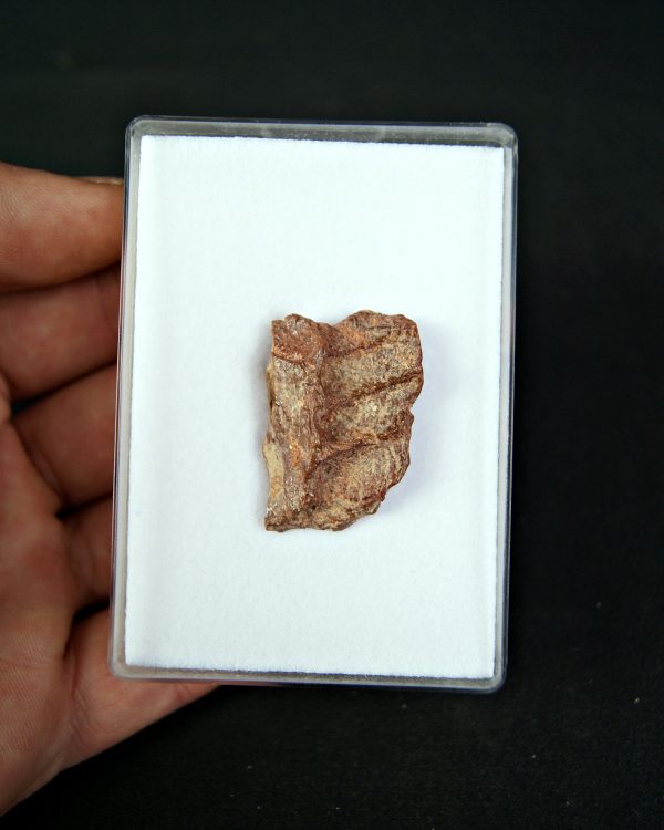 SONY DSC Mandíbula parcial de raptor