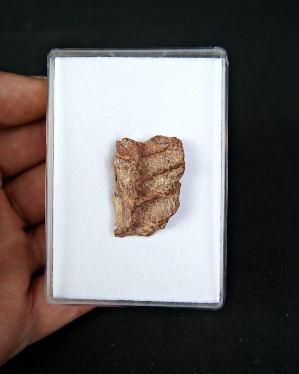 SONY DSC Mandíbula parcial de raptor