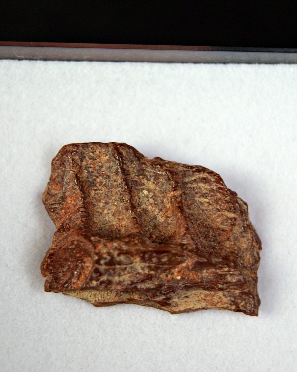 SONY DSC Mandíbula parcial de raptor