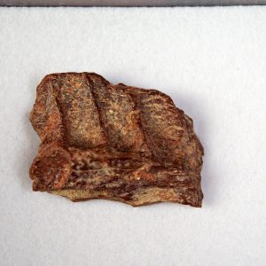 Mandíbula parcial de raptor