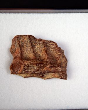 Mandíbula parcial de raptor