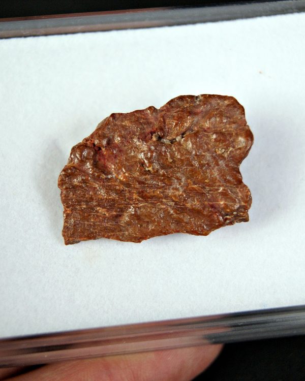 SONY DSC Mandíbula parcial de raptor