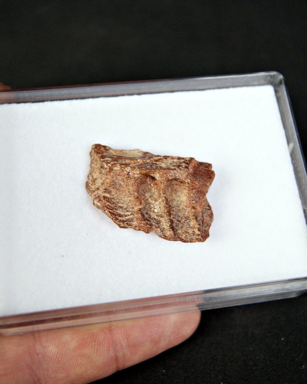 SONY DSC Mandíbula parcial de raptor