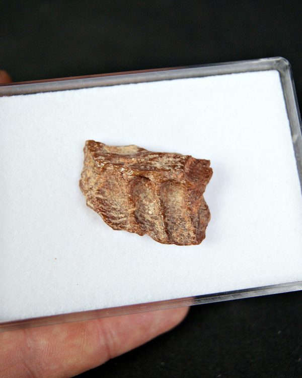 SONY DSC Mandíbula parcial de raptor