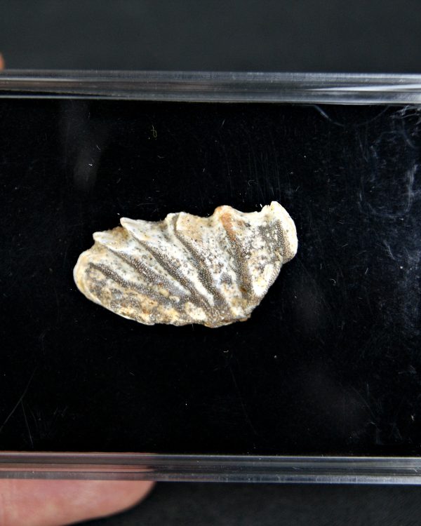 Diente completo de Ceratodus africanus