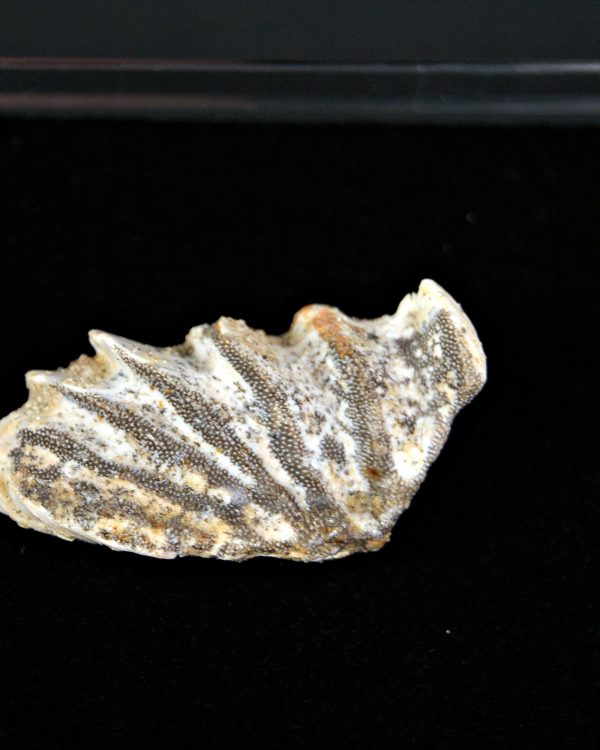 Diente completo de Ceratodus africanus