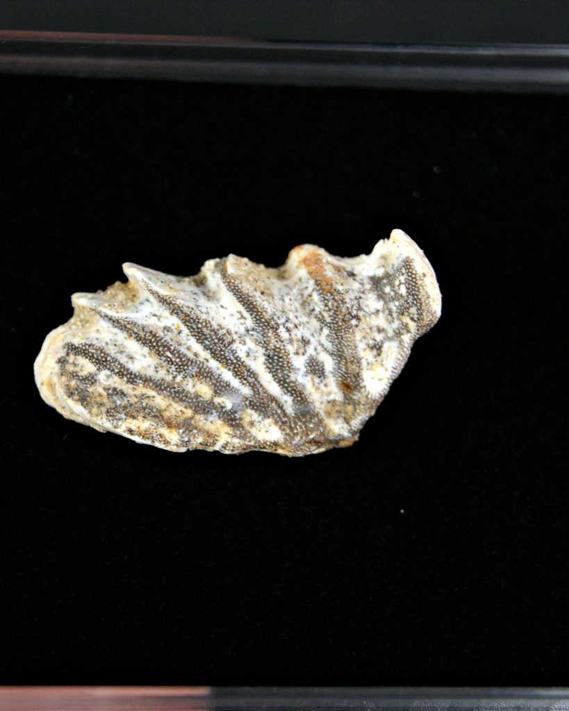 Diente completo de Ceratodus africanus
