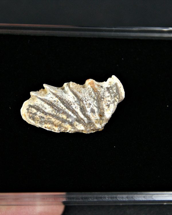 Diente completo de Ceratodus africanus