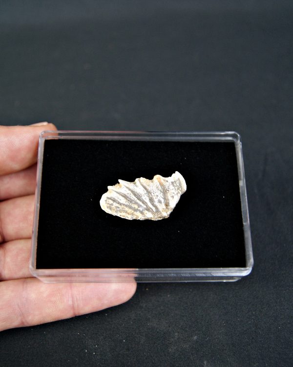 Diente completo de Ceratodus africanus