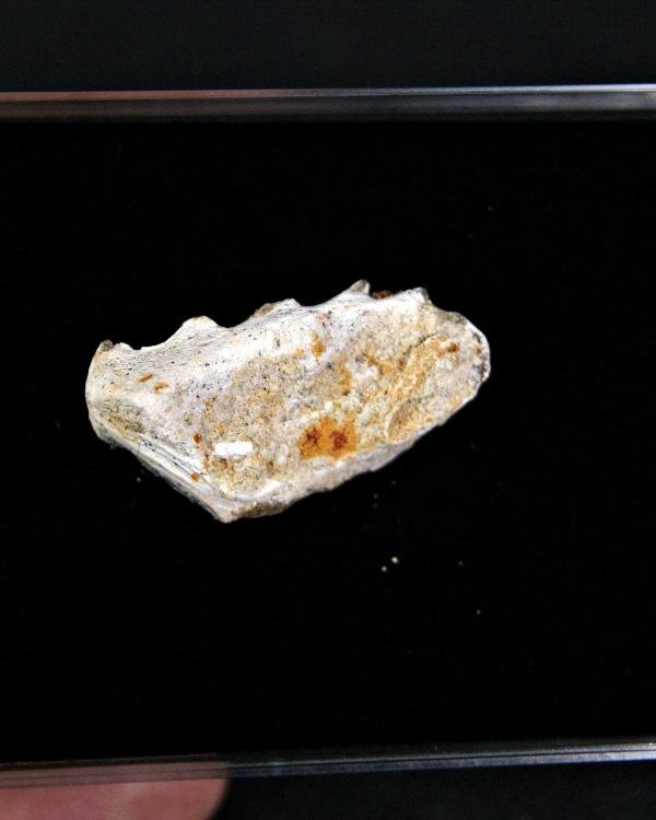 Diente completo de Ceratodus africanus