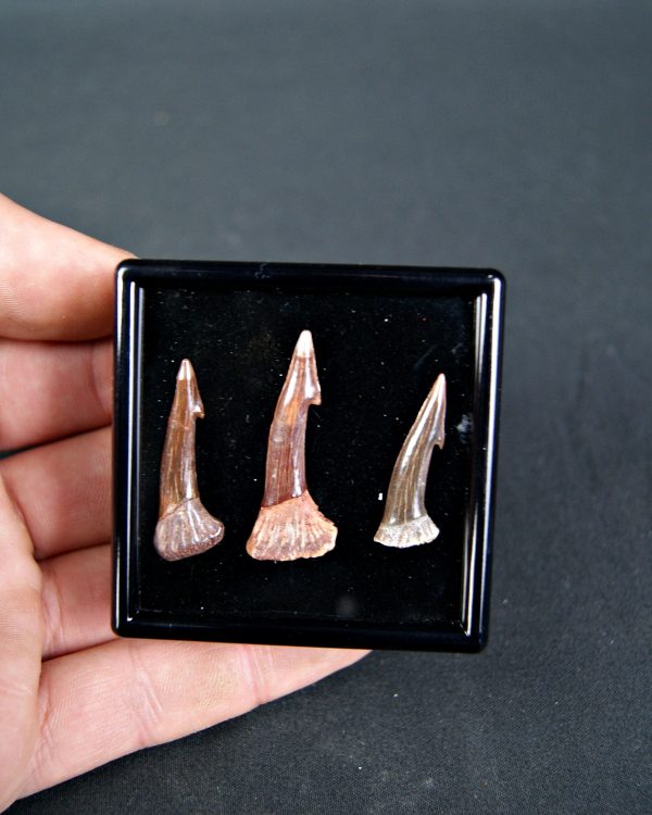 Colección de tres rostrales de Onchopristis