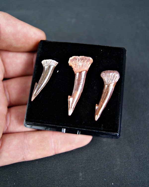 Colección de tres rostrales de Onchopristis